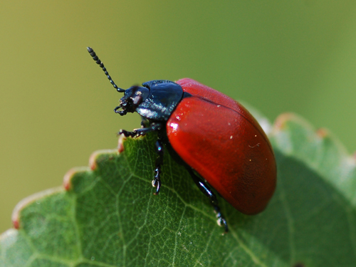 Crysomela Populi